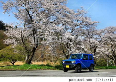 A full-fledged 4WD with a cute exterior... "Jimny" and cherry blossoms in full bloom A full-fledged 4WD with a cute exterior... "Jimny" and cherry blossoms in full bloom 125175311