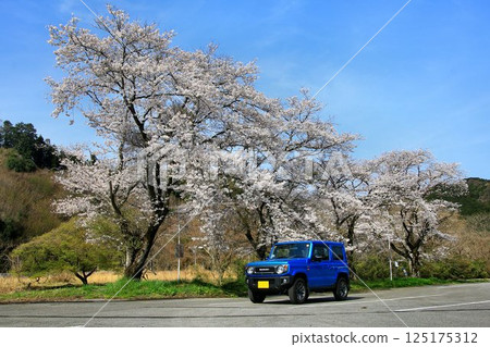 A full-fledged 4WD with a cute exterior... "Jimny" and cherry blossoms in full bloom 125175312