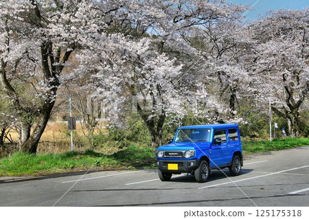 A full-fledged 4WD with a cute exterior... "Jimny" and cherry blossoms in full bloom A full-fledged 4WD with a cute exterior... "Jimny" and cherry blossoms in full bloom 125175318