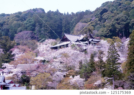 Cherry blossoms at Hase Temple 125175369