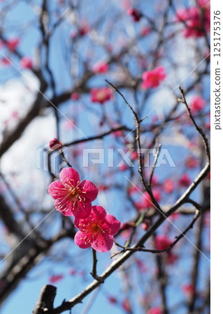 兩朵紅梅花的特寫 125175376