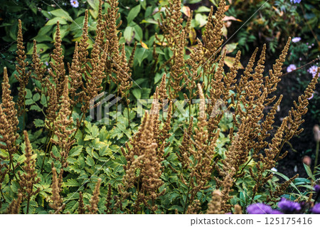 Astilbe chinensis also known as Chinese astilbe false goat's beard and dwarf astilbe with faded brown plumes. Related to shade gardening perennial borders foliage contrast and autumn textures 125175416