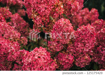 Hydrangea paniculata also known as panicled hydrangea peegee and grandiflora with pink flower clusters. Ornamental gardening biodiversity landscape design and summer bloom Hydrangea paniculata also known as panicled hydrangea peegee and grandiflora with pink flower clusters. Ornamental gardening biodiversity landscape design and summer bloom 125175420