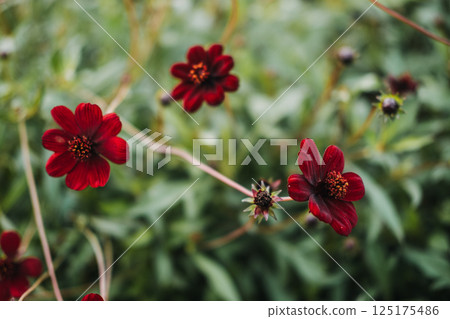 Cosmos atrosanguineus also known as chocolate cosmos black cosmos and blood cosmos with deep red flowers. Associated with ornamental gardening fragrance biodiversity and pollinator support Cosmos atrosanguineus also known as chocolate cosmos black cosmos and blood cosmos with deep red flowers. Associated with ornamental gardening fragrance biodiversity and pollinator support 125175486