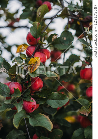Malus baccata also known as Siberian crabapple Chinese crab apple and wild apple with red fruits among green foliage. Related to ornamental trees food security cold climate resilience Malus baccata also known as Siberian crabapple Chinese crab apple and wild apple with red fruits among green foliage. Related to ornamental trees food security cold climate resilience 125175587