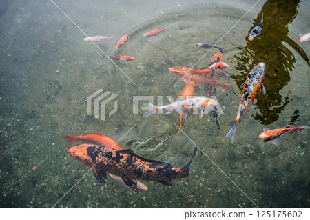 Colorful koi fish swimming in a clear pond with visible ripples and reflections. This image symbolizes harmony, spiritual symbolism, aquatic tranquility, and mindful presence 125175602