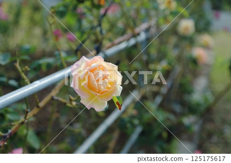 荒尾市少女公民花壇玫瑰花， 125175617