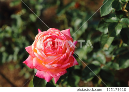 荒尾市少女公民花壇玫瑰花， 125175618