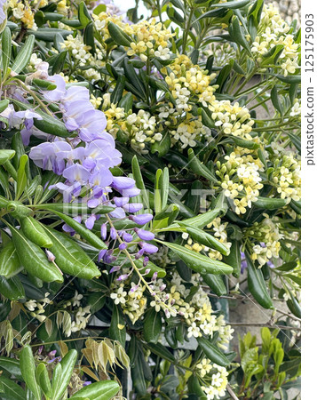 Spring purple, yellow flowers with green leaves on streets in city, Italy. Seasons and nature. Background for design. Spring purple, yellow flowers with green leaves on streets in city, Italy. Seasons and nature. Background for design. 125175903