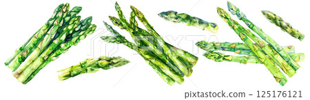 Set of fresh vegetable, green asparagus in watercolor style isolated on a transparent background. 125176121