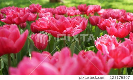 Pink double-flowered tulips 125176307