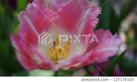 帶有流蘇花瓣的鬱金香，花瓣呈白色和粉紅色漸變 125176320