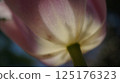 Close-up of tulip petals shining through the light 125176323