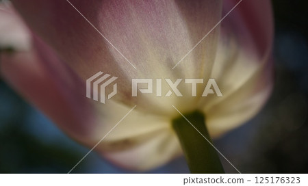 Close-up of tulip petals shining through the light 125176323