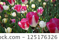 Flowerbed of red and white petaled tulips 125176326