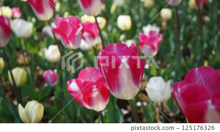紅色和白色花瓣鬱金香的花壇 125176326