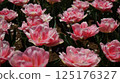 Flowerbed of white and pink double-flowered tulips 125176327
