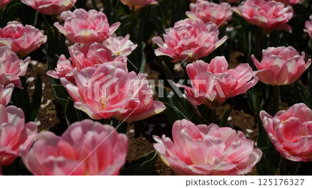 白色和粉紅色重瓣鬱金香的花壇 125176327