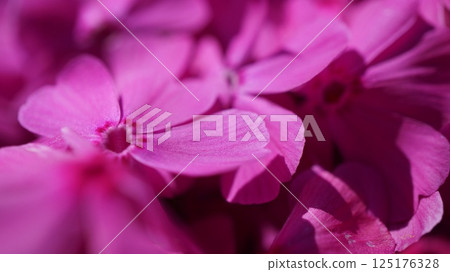 Close-up of pink moss phlox sparkling in the light Close-up of pink moss phlox sparkling in the light 125176328