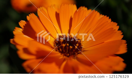 Orange flower close-up 125176329