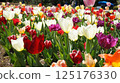 Flowerbed of colorful tulips 125176330