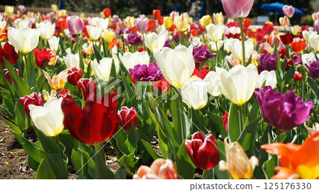 Flowerbed of colorful tulips 125176330