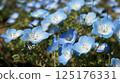 Nemophila bathing in sunlight 125176331