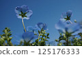 Nemophila blooming towards the blue sky 125176333