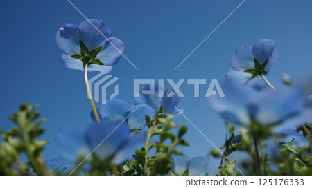 Nemophila盛開向藍藍的天空 125176333