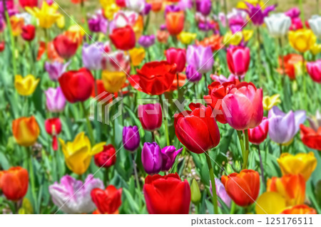 Beautiful tulip flower 125176511