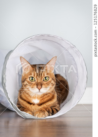 Bengal cat in cat tunnel against blue wall. Copy space Bengal cat in cat tunnel against blue wall. Copy space 125176829