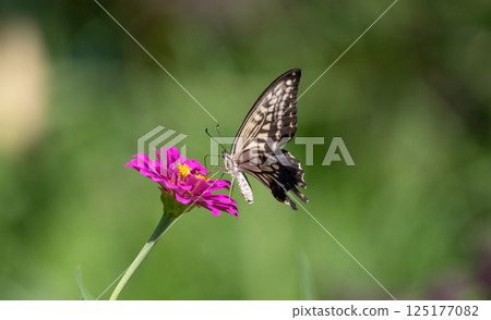 Swallowtail butterfly that sticks to the flower 125177082
