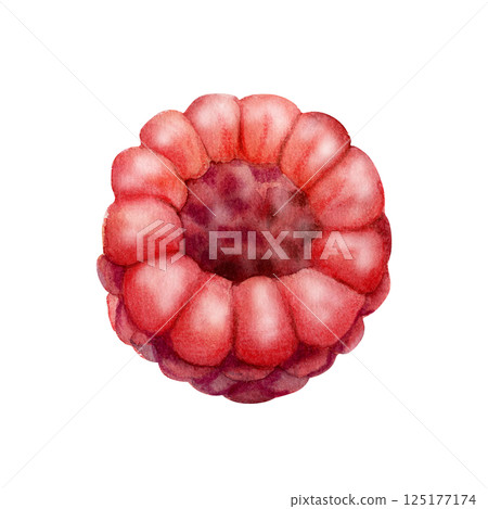 Raspberry ripe sloe fruit hand drawn in watercolor, forest berry dewberry mulberry cloudberry loganberry boysenberry. Botanical isolated illustration. Dessert menu, farmers market, gardening calendar 125177174