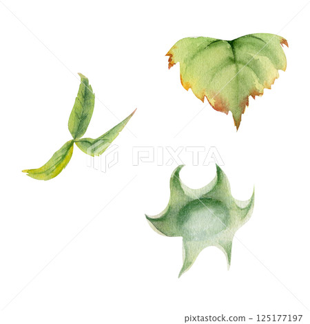 Raspberry fruit receptacle in water dew drops, seed pod torus cluster petals leaves on stem, hand drawn in watercolor, garden dewberry mulberry cloudberry. Botanical isolated element illustration set 125177197