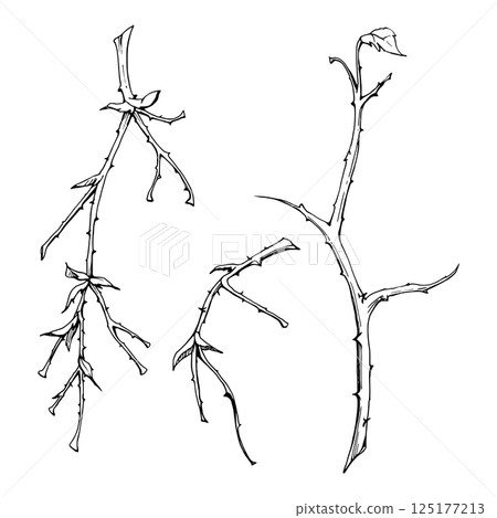 Tree, berry or bush branch twig. Spiked thorny plant hand drawn in vector ink, no leaves early spring, late autumn or winter, smooth bark buds stalks. Botanical isolated illustration. Wedding, florist 125177213