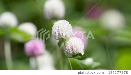 Cute pink and white flower, Zinnia japonica 125177278