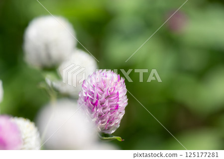 可愛的粉白色花朵，百日菊 125177281