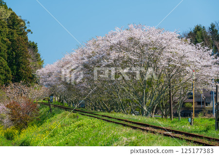 Spring on the Niida Cherry Blossom Road, Isumi Railway 125177383