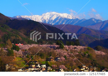 Takato Kohigan Cherry Blossoms at Takato Castle Ruins Park and the Southern Alps 125177485