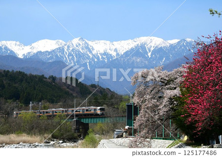 313 Series 1700 running on the Iida Line with the Japanese Alps in the background - Spring flowers in bloom 125177486