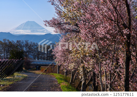 山梨縣南阿爾卑斯市庫魯瓦達 - 清晨，大和川沿岸的櫻花樹成行，包括垂枝櫻花樹，背景是白雪皚皚的富士山 125177611