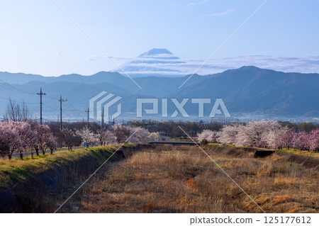 山梨縣南阿爾卑斯市庫魯瓦達 - 清晨,大和川沿岸的櫻花樹成行,包括垂枝櫻花樹,背景是白雪皚皚的富士山 山梨縣南阿爾卑斯市庫魯瓦達 - 清晨,大和川沿岸的櫻花樹成行,包括垂枝櫻花樹,背景是白雪皚皚的富士山 125177612