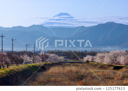 Kuruwada, Minami-Alps City, Yamanashi Prefecture - A row of cherry trees, including weeping cherry trees, along the Yamato River in the morning with snow-capped Mount Fuji in the background 125177613