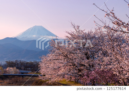 Kuruwada, Minami-Alps City, Yamanashi Prefecture - A row of cherry trees, including weeping cherry trees, along the Yamato River in the morning with snow-capped Mount Fuji in the background 125177614