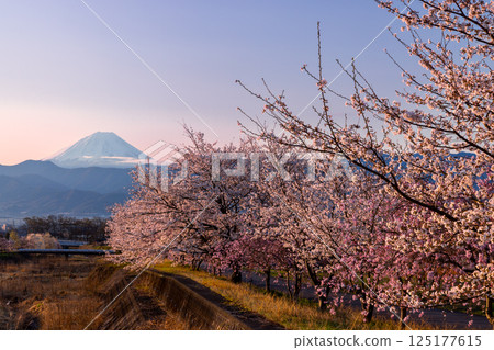 Kuruwada, Minami-Alps City, Yamanashi Prefecture - A row of cherry trees, including weeping cherry trees, along the Yamato River in the morning with snow-capped Mount Fuji in the background 125177615