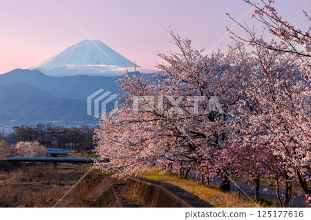 山梨縣南阿爾卑斯市庫魯瓦達 - 清晨，大和川沿岸的櫻花樹成行，包括垂枝櫻花樹，背景是白雪皚皚的富士山 125177616