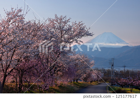 山梨縣南阿爾卑斯市庫魯瓦達 - 清晨,大和川沿岸的櫻花樹成行,包括垂枝櫻花樹,背景是白雪皚皚的富士山 山梨縣南阿爾卑斯市庫魯瓦達 - 清晨,大和川沿岸的櫻花樹成行,包括垂枝櫻花樹,背景是白雪皚皚的富士山 125177617