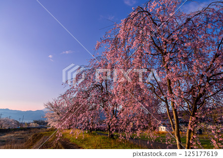 山梨縣南阿爾卑斯市庫魯瓦達 - 清晨，大和川沿岸的櫻花樹成行，包括垂枝櫻花樹，背景是白雪皚皚的富士山 125177619