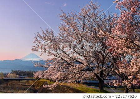 山梨縣南阿爾卑斯市庫魯瓦達 - 清晨,大和川沿岸的櫻花樹成行,包括垂枝櫻花樹,背景是白雪皚皚的富士山 山梨縣南阿爾卑斯市庫魯瓦達 - 清晨,大和川沿岸的櫻花樹成行,包括垂枝櫻花樹,背景是白雪皚皚的富士山 125177620