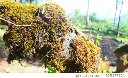 Green moss grows on trees 125177621
